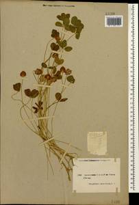 Trifolium fragiferum L., Caucasus, Armenia (K5) (Armenia)