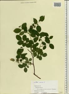 Rosa canina L., Eastern Europe, Central forest-and-steppe region (E6) (Russia)