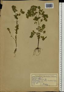 Euphorbia peplus L., Eastern Europe, Moscow region (E4a) (Russia)