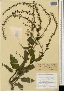 Verbascum atroviolaceum (Sommier & Levier) Murb., Caucasus, North Ossetia, Ingushetia & Chechnya (K1c) (Russia)