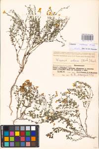 MHA 0 159 172, Linaria cretacea Fisch. ex Spreng., Eastern Europe, Lower Volga region (E9) (Russia)