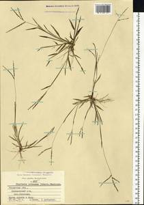 Digitaria ischaemum (Schreb.) Muhl., Eastern Europe, Central region (E4) (Russia)