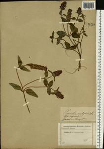 Prunella vulgaris L., Eastern Europe, Western region (E3) (Russia)