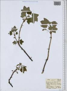 Ribes spicatum E.Robson, Eastern Europe, Central forest region (E5) (Russia)