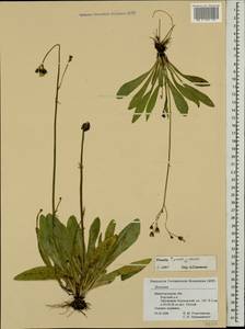 Pilosella auriculoides (Láng) Arv.-Touv., Eastern Europe, Volga-Kama region (E7) (Russia)