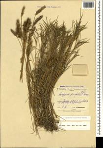 Agropyron cristatum (L.) Gaertn., Caucasus, Black Sea Shore (from Novorossiysk to Adler) (K3) (Russia)