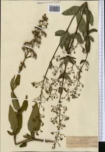 Scrophularia umbrosa Dumort., Middle Asia, Northern & Central Tian Shan (M4) (Kazakhstan)