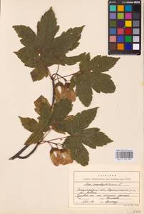 Acer pseudoplatanus L., Eastern Europe, West Ukrainian region (E13) (Ukraine)