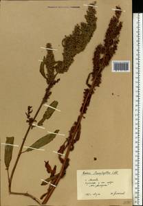 Rumex stenophyllus Ledeb., Eastern Europe, Moscow region (E4a) (Russia)