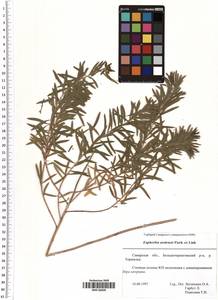 Euphorbia uralensis Fisch. ex Link, Eastern Europe, Middle Volga region (E8) (Russia)