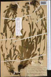 Lindelofia olgae (Regel & Smirn.) Brand, Middle Asia, Western Tian Shan & Karatau (M3) (Kazakhstan)
