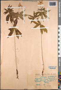 Anemonastrum dichotomum (L.) Mosyakin, Siberia, Yakutia (S5) (Russia)