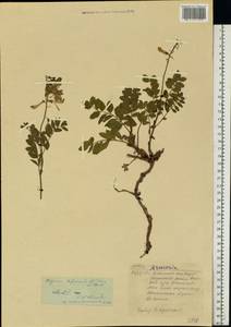 Hedysarum hedysaroides (L.)Schinz & Thell., Siberia, Western Siberia (S1) (Russia)