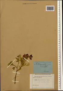 Astragalus cornutus Pall., Caucasus (no precise locality) (K0)