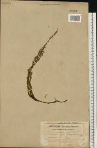 Calluna vulgaris (L.) Hull, Eastern Europe, Belarus (E3a) (Belarus)