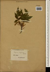 Fraxinus angustifolia subsp. oxycarpa (M.Bieb. ex Willd.) Franco & Rocha Afonso, Crimea (KRYM) (Russia)