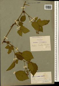 Rubus hirtus Waldst. & Kit., Caucasus, Azerbaijan (K6) (Azerbaijan)