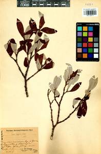 Salix krylovii E. Wolf, Siberia, Baikal & Transbaikal region (S4) (Russia)