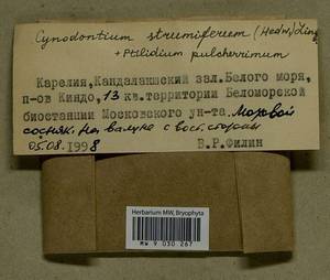 Cynodontium strumiferum (Hedw.) Lindb., Bryophytes, Bryophytes - Karelia, Leningrad & Murmansk Oblasts (B4) (Russia)