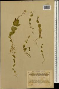 Conringia clavata Boiss., Caucasus, Armenia (K5) (Armenia)