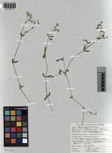 KUZ 004 537, Cerastium holosteoides Fries emend. Hyl., Siberia, Altai & Sayany Mountains (S2) (Russia)