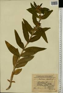 Gentiana cruciata L., Eastern Europe, Moscow region (E4a) (Russia)