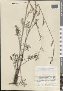 Jacobaea borysthenica (DC.) B.Nord., Eastern Europe, South Ukrainian region (E12) (Ukraine)