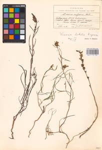 MHA 0 159 202, Linaria altaica Fisch., Eastern Europe, Middle Volga region (E8) (Russia)