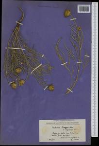 Centaurea finazzeri Adamovic, Western Europe (EUR) (North Macedonia)