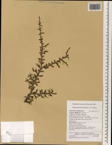 Cedrus libani var. brevifolia Hook. f., South Asia, South Asia (Asia outside ex-Soviet states and Mongolia) (ASIA) (Cyprus)