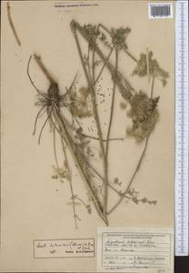 Libanotis turkestanensis M. Hiroe, Middle Asia, Northern & Central Tian Shan (M4) (Kyrgyzstan)