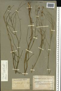 Sisymbrium polymorphum (Murray) Roth, Eastern Europe, Lower Volga region (E9) (Russia)