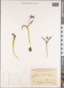 Scilla siberica Andrews, Caucasus, Georgia (K4) (Georgia)