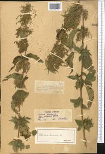 Urtica dioica L., Middle Asia, Dzungarian Alatau & Tarbagatai (M5) (Kazakhstan)