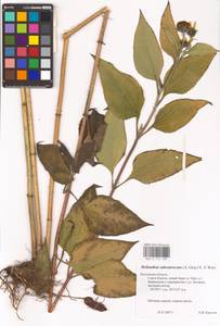Helianthus tuberosus L., Eastern Europe, Central region (E4) (Russia)