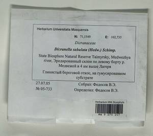 Dicranellopsis subulata (Hedw.) Bonfim Santos, Siebel & Fedosov, Bryophytes, Bryophytes - Krasnoyarsk Krai, Tyva & Khakassia (B17) (Russia)