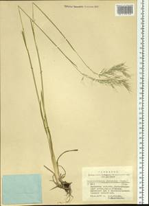 Avenula pubescens (Huds.) Dumort., Siberia, Altai & Sayany Mountains (S2) (Russia)