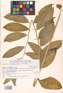 Polygonatum multiflorum (L.) All., Eastern Europe, North-Western region (E2) (Russia)