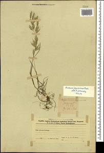 Bromus japonicus Houtt., Caucasus, Azerbaijan (K6) (Azerbaijan)