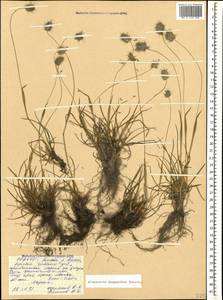 Alopecurus dasyanthus Trautv., Caucasus, North Ossetia, Ingushetia & Chechnya (K1c) (Russia)