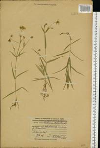 Rabelera holostea (L.) M. T. Sharples & E. A. Tripp, Eastern Europe, Central forest region (E5) (Russia)
