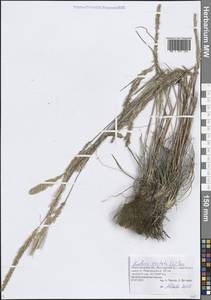 Koeleria pyramidata (Lam.) P.Beauv., Eastern Europe, Volga-Kama region (E7) (Russia)