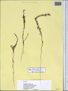 Suaeda heterophylla (Kar. & Kir.) Boiss., Middle Asia, Muyunkumy, Balkhash & Betpak-Dala (M9) (Kazakhstan)
