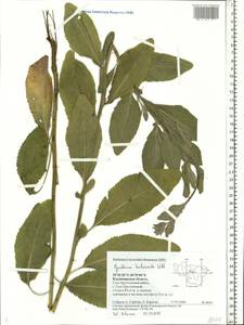 Tanacetum balsamita L., Eastern Europe, Central region (E4) (Russia)