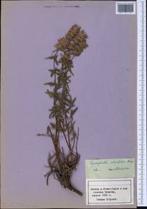 Dracocephalum integrifolium Bunge, Middle Asia, Pamir & Pamiro-Alai (M2) (Tajikistan)
