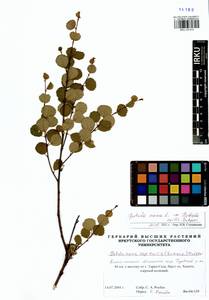 Betula nana L., Siberia, Western Siberia (S1) (Russia)