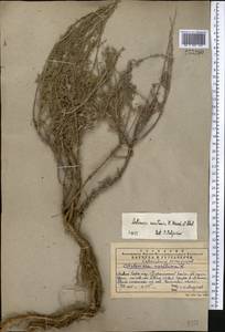 Seriphidium karatavicum (Krasch. & Abolin ex Poljakov) Ling & Y.R. Ling, Middle Asia, Western Tian Shan & Karatau (M3) (Kazakhstan)