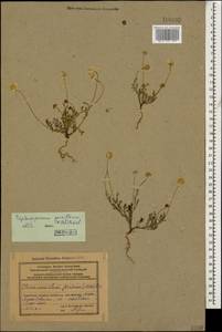 Tripleurospermum parviflorum (Willd.) Pobed., Caucasus, Azerbaijan (K6) (Azerbaijan)
