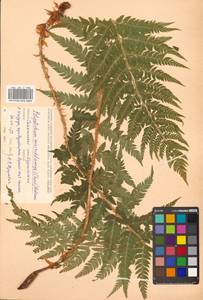 Polystichum microchlamys (Christ) Matsum., Siberia, Russian Far East (S6) (Russia)