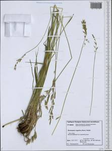 Bromus pumpellianus Scribn., Siberia, Western Siberia (S1) (Russia)